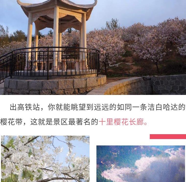 山东滨州邹平樱花山风景区门票踏青赏樱电子票盛花期预计时间3月184月