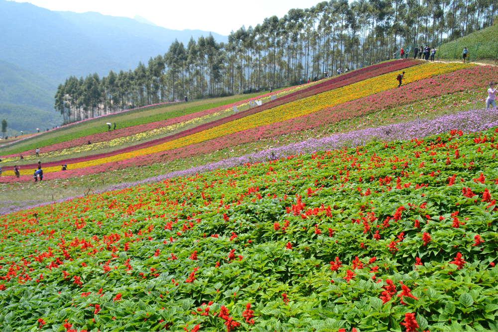 漳州长泰玛琪雅朵花海十里蓝山门票
