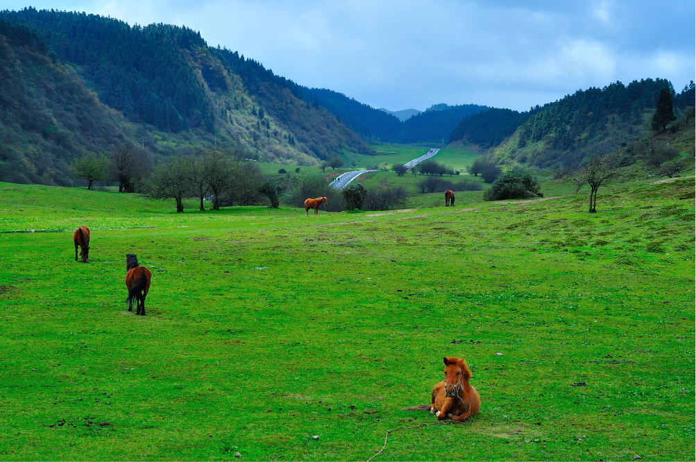 武隆仙女山国家森林公园官方门票(极速入园)