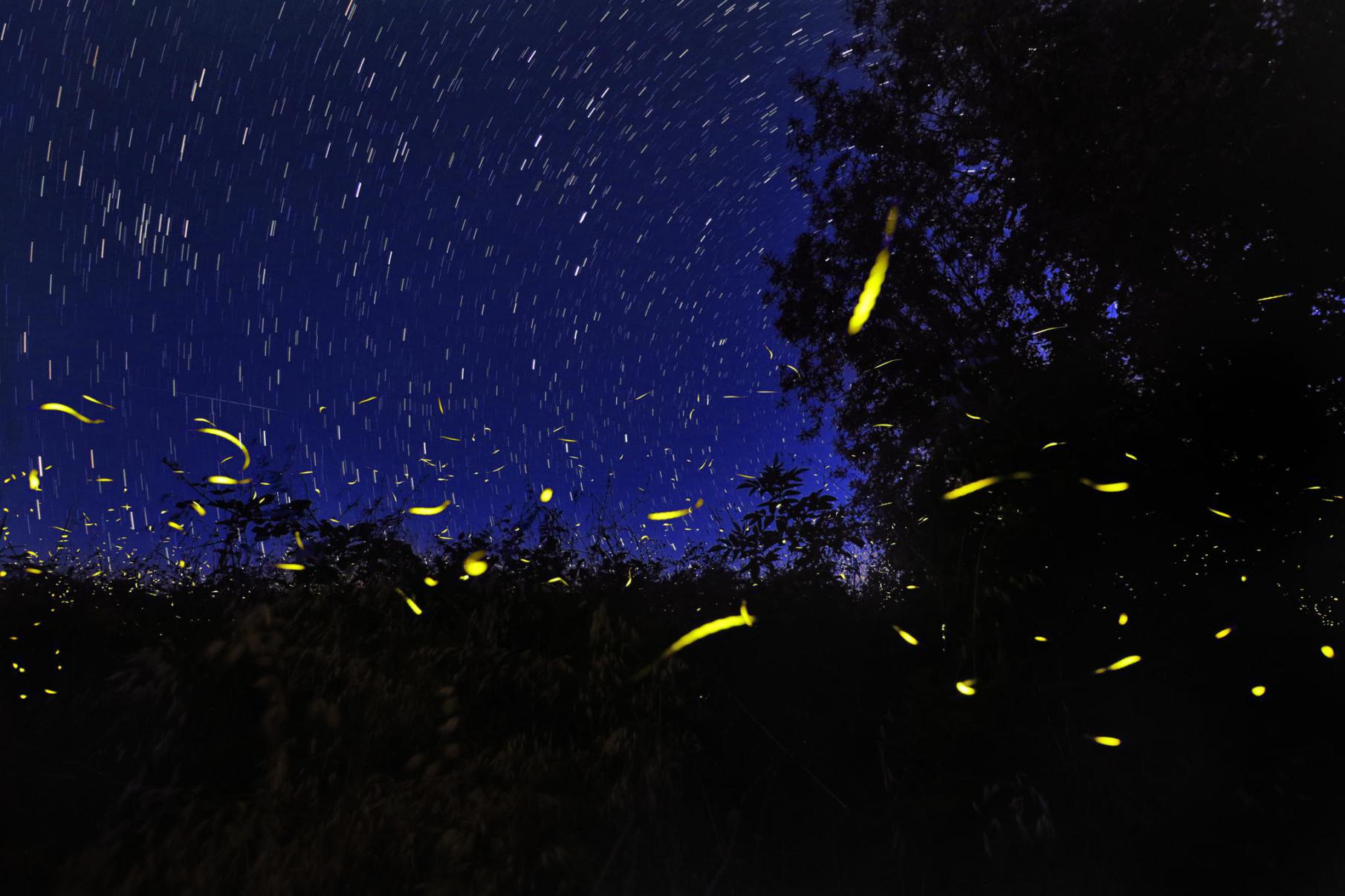 成都直飞沙巴往返6天4晚自由行(赠entri电子签证 国际五星 精选优质