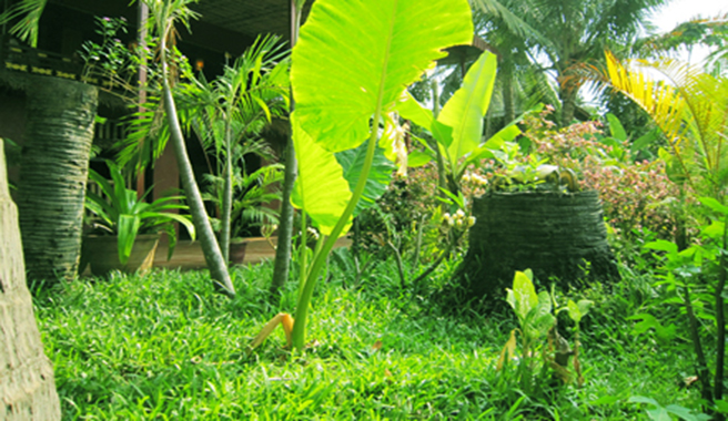 吴哥khmerwoodenhouse高棉菜