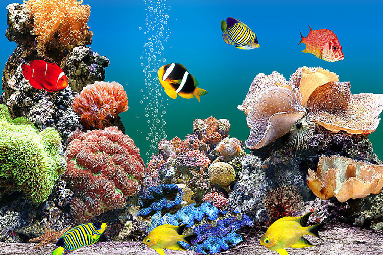 北京太平洋海底世界门票海洋动物表演