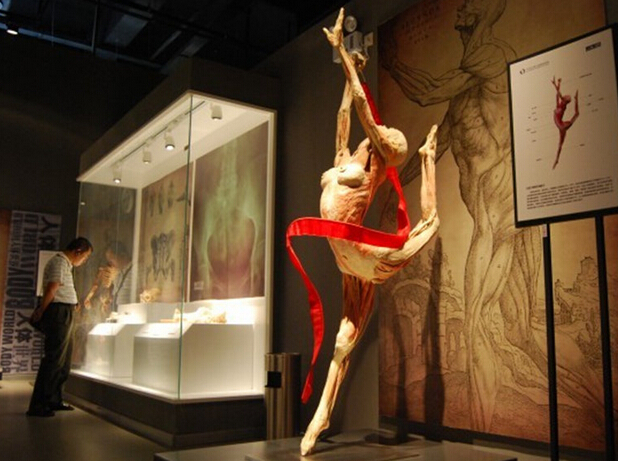 陆地脊椎动物,人体塑化标本收藏,展示为一体的综合性博物馆,坐落于"