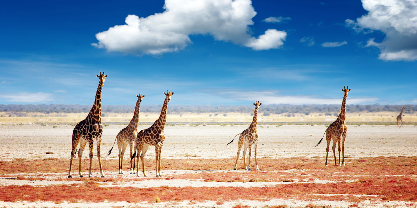 纳米比亚埃托沙国家公园营地位置预约代订(三大营地可选)