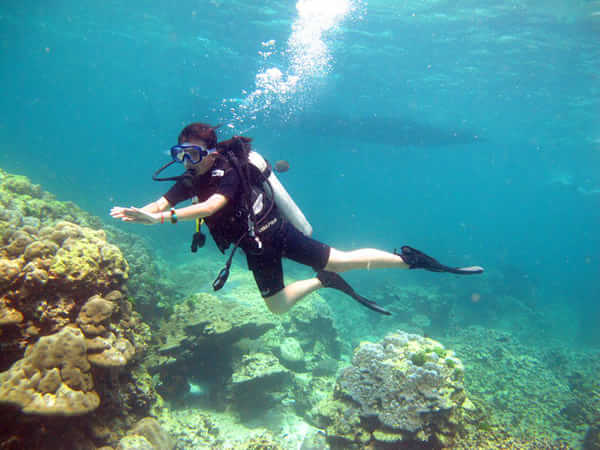 深潜体验潜水有证潜水owaow考证