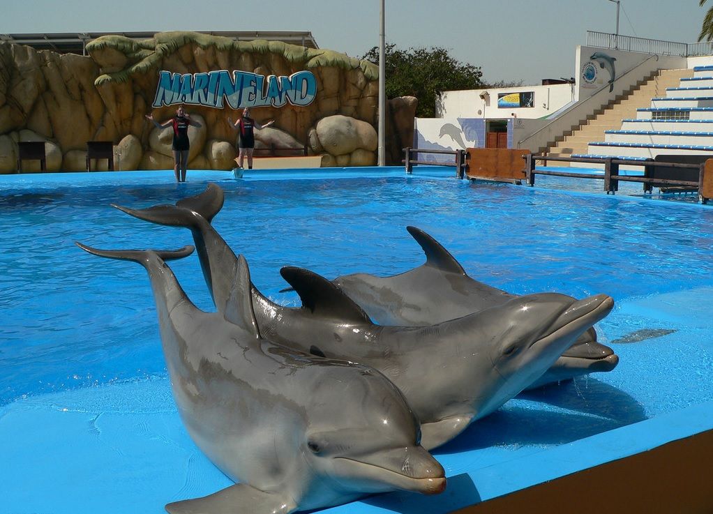 【秦皇岛门票】新澳海底世界/海豚馆联票(检票通道直接入园)