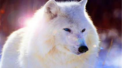 通过北极熊,北极狼,北极狐,企鹅,白鲸等珍稀极地动物和海豚,鲨鱼,水母