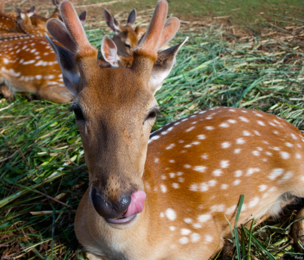 邂逅萌萌的小鹿斑比垦丁寻访梅花鹿的踪迹