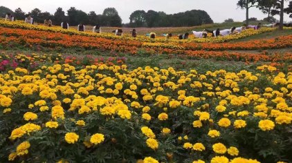 昆山巴城音花艺境浪漫花海主题乐园门票