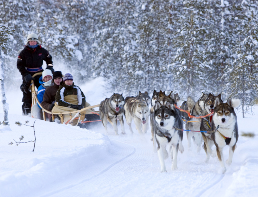 芬兰罗瓦涅米极地自驾驶哈士奇雪橇之旅罗瓦涅米酒店接送