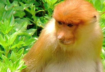 沙巴莹河红树林看长鼻猴观萤火虫赏日落