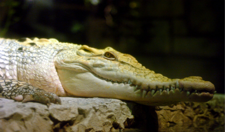 曼德勒湾鲨鱼礁水族馆门票