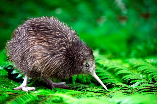 罗托鲁瓦 彩虹泉公园门票(新西兰几维鸟参观可选 持票当天可多次进入)