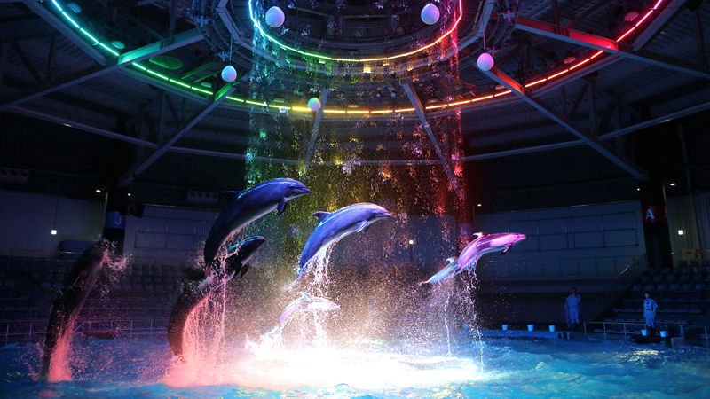 奇幻得不用ps东京品川爱普生水族馆门票