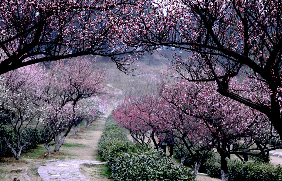 南京梅花山景点门票